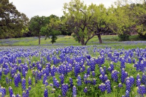 Blue Bonnets